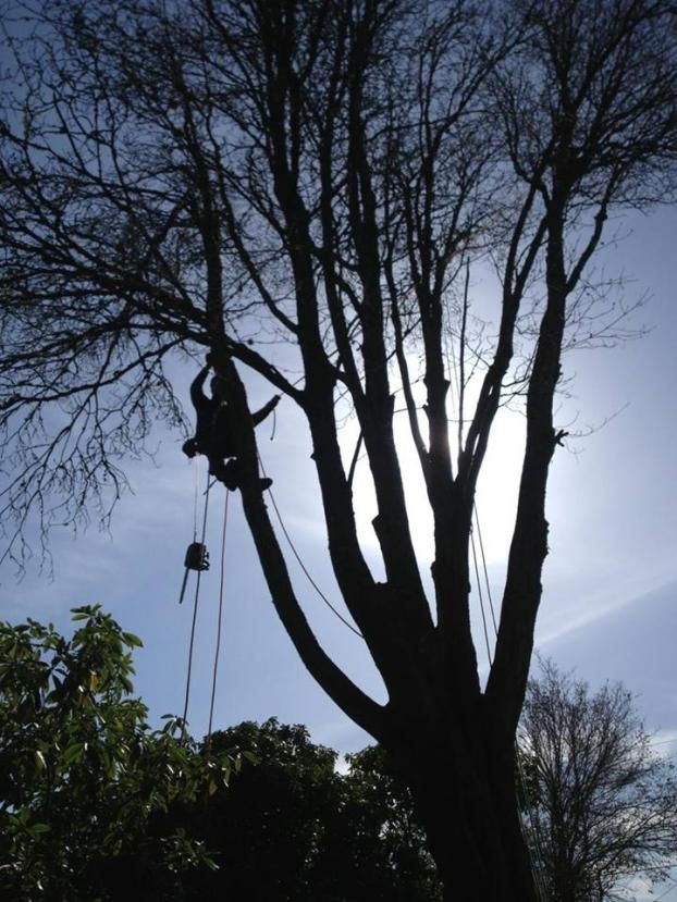 A recent tree service removal company job in the  area