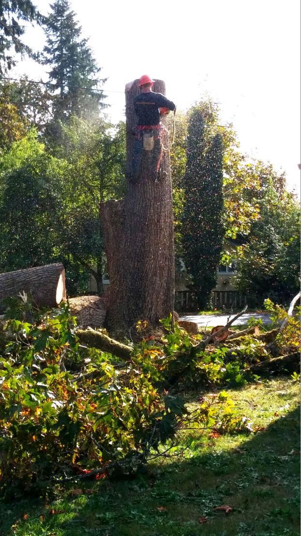 A recent tree removal job in the  area