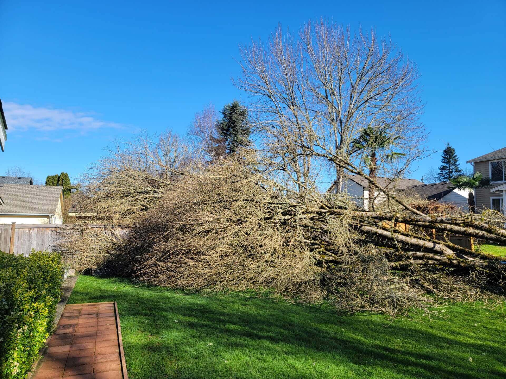 TREE REMOVAL: STORM DAMAGE CLEANUP Before photo