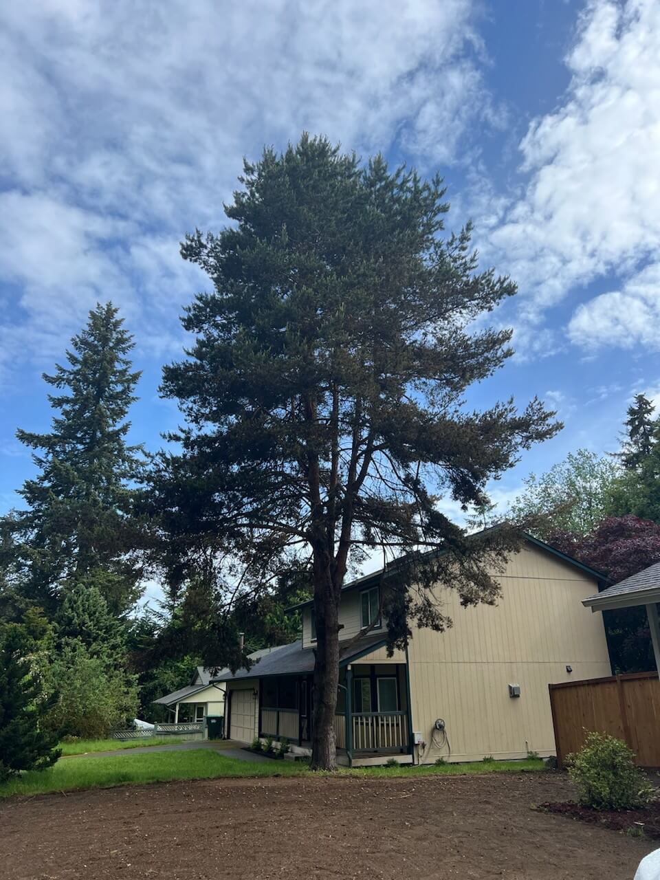 Before Photo TREE REMOVAL Thurston County by Pacific Northwest Tree Services, LLC