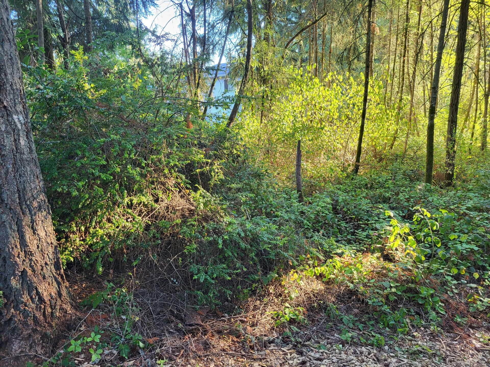 After Photo: Under bush clearing Thurston County by Pacific Northwest Tree Services, LLC